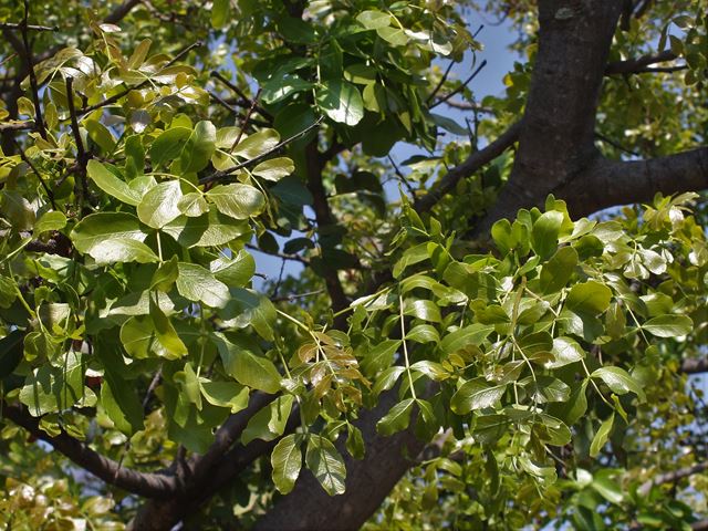 Schotia brachypetala pinnately compound  leaves